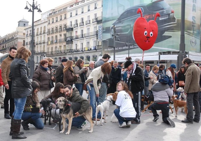 Citas para perros en Madrid