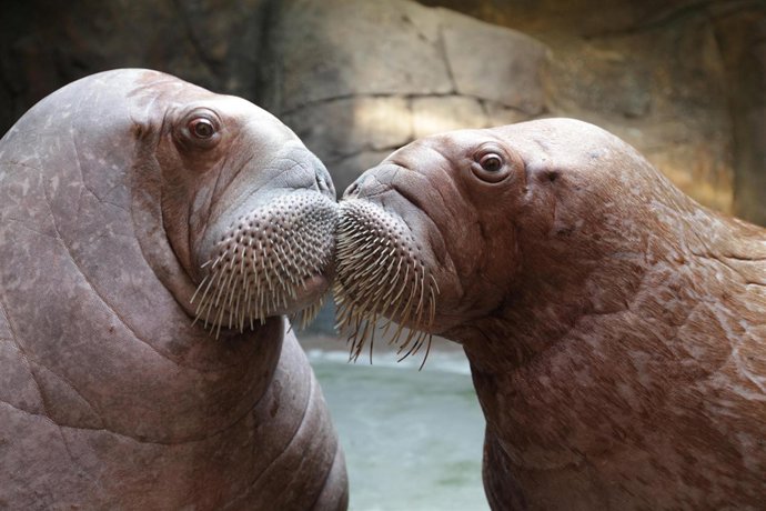 Aniversario Oceanografic