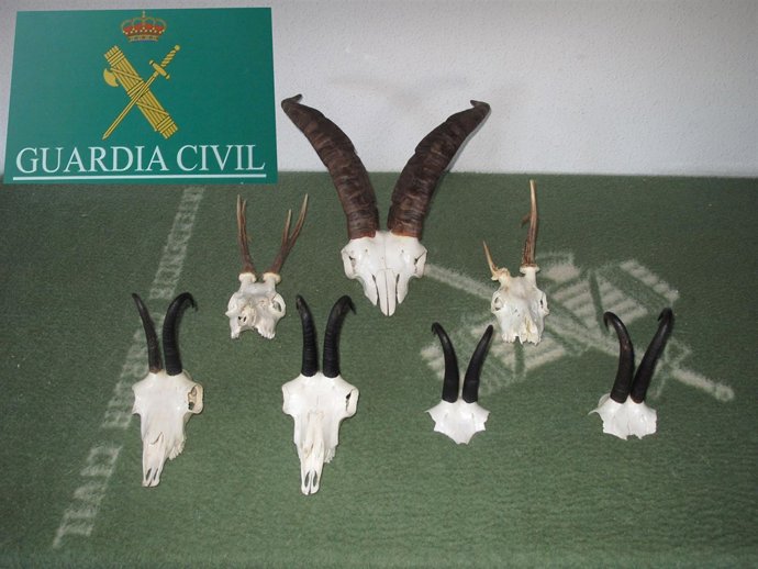 Craneos intervenidos