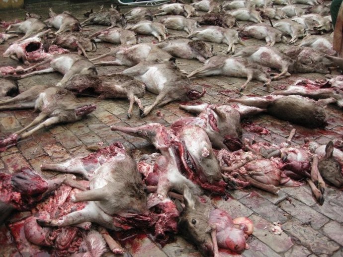 Fotos de la montería en La Almoraima, en Cádiz