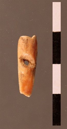 Hallan un collar en Galicia