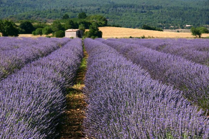 lavanda
