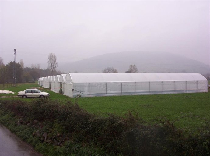 Valles Pasiegos, invernadero