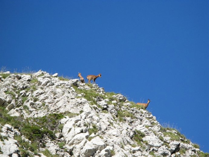 NP Y Fotos Plan Recuperación Rebeco