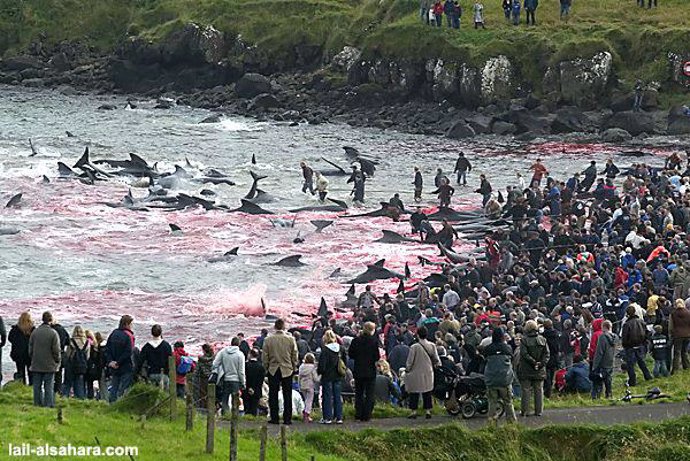 Matanza de ballenas en Islandia