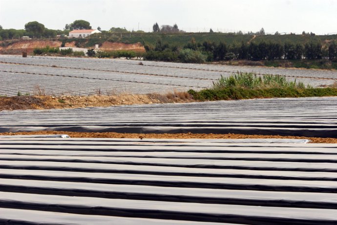 Plantaciones de fresas en Huelva