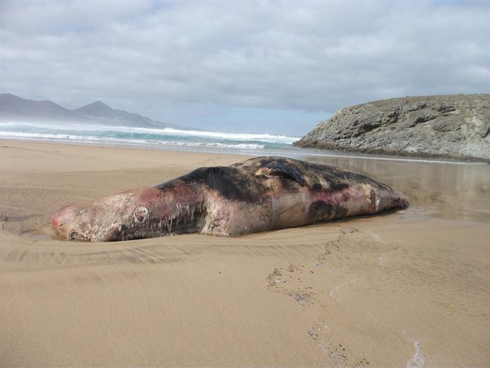 Cachalote muerto en Cofete