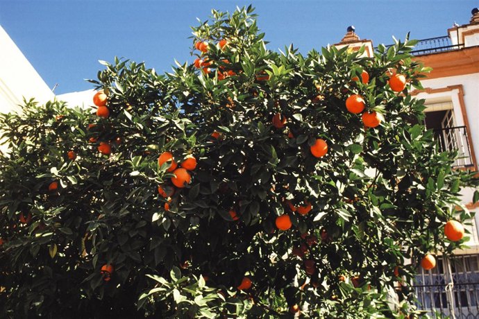Naranjo amargo