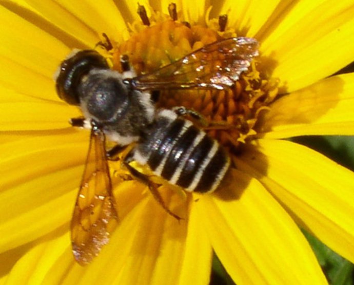 Abejas