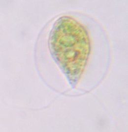 alga haematococcus