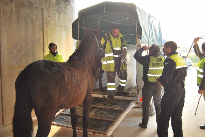 Policía Local y técnicos del Zoosanitario retiran caballos de las inmediaciones 