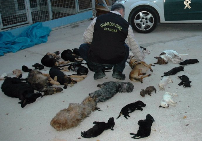 Cadáveres de animales sacrificados en Parque Animal (Torremolinos)