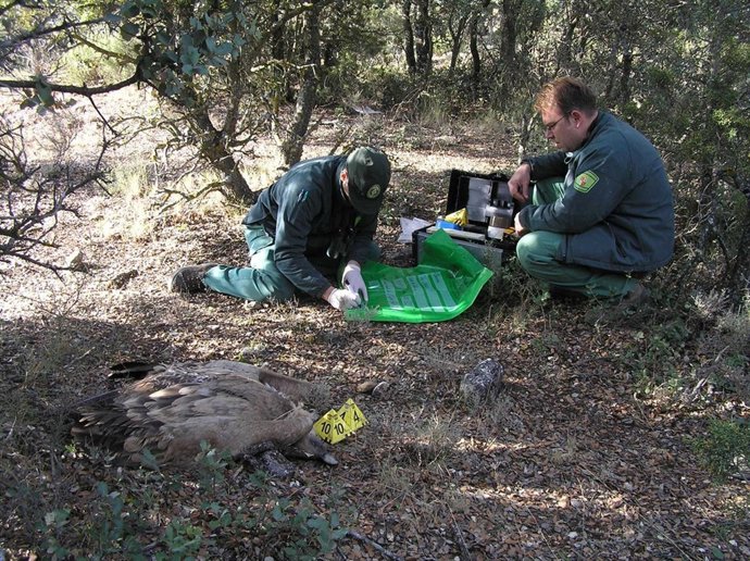 Mueren 22 buitres leonados en Chaorna (Soria).