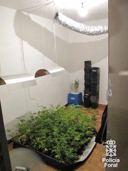 Plantas que cultivaba uno de los detenidos, un joven de 29 años. 