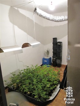 Plantas que cultivaba uno de los detenidos, un joven de 29 años. 