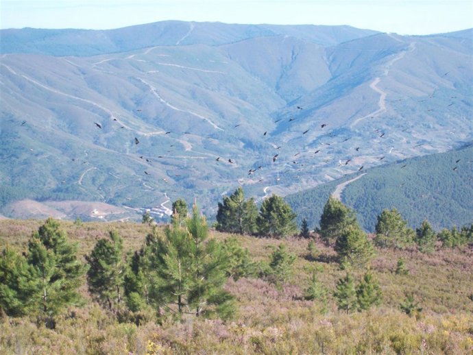 Np La Mancomunidad De Municipios Sierra De Gata Asiste A FIO 2011.