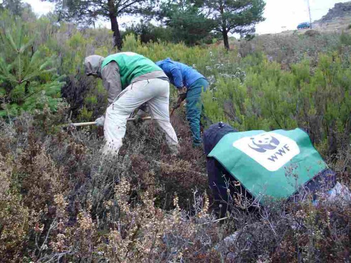 Restauración en Sierra wwf