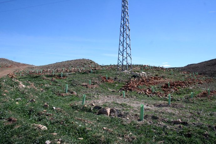 Reforestación