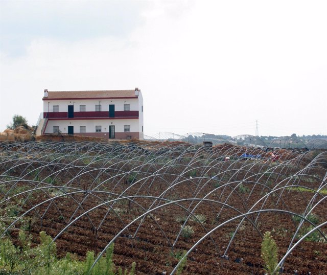 Plantaciones de fresas en Huelva