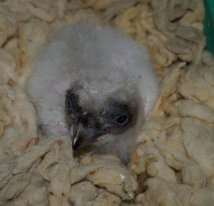 Nacimiento Primer Pollo De La Temporada