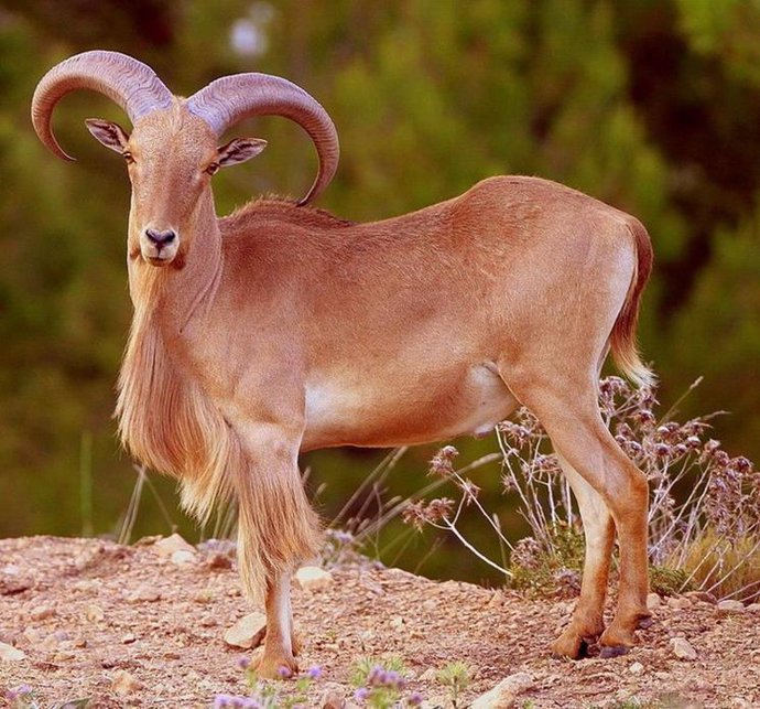 Ejemplar de Arruí en Almería