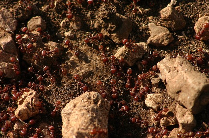 hormigas 