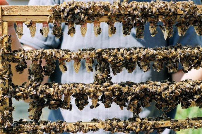 LAS FARMACIAS EXTREMEÑAS INFORMAN SOBRE PRODUCTOS NATURALES PARA EL RESFRIADO