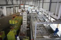 Alertan del cierre de unas 20 plantas frigoríficas ante pérdidas "millonarias" por insuficiente TAC de caballa