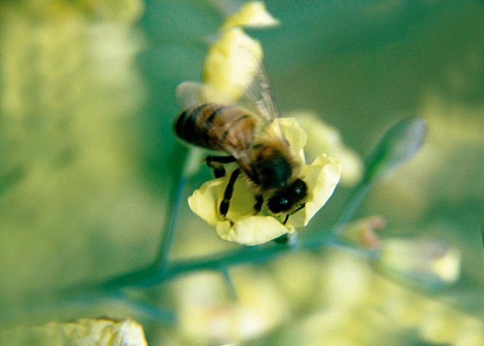 abeja polen polinización