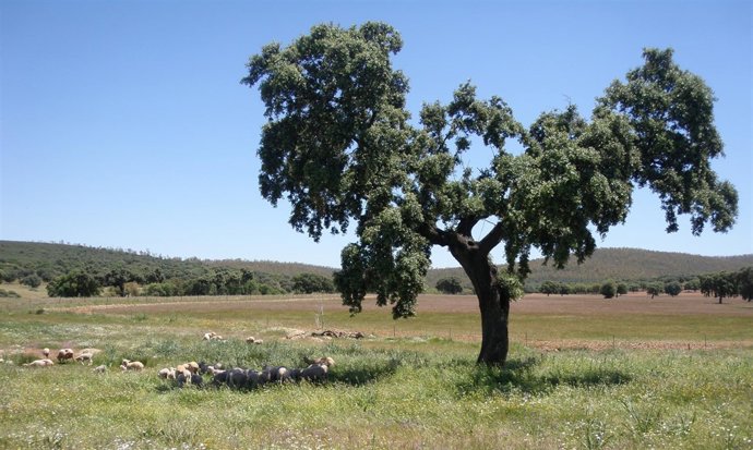 C.R.I.G.P. Cordero de Extremadura 'Corderex'