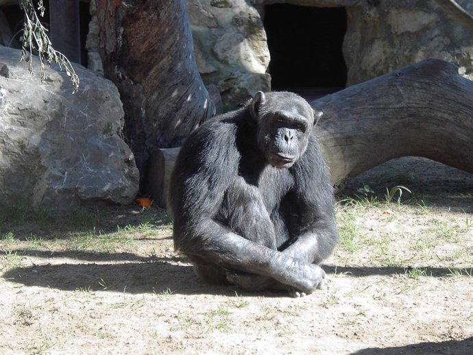 'Guillermo' fallece de un fallo cardíaco 21 años después de su llegada al Zoo de