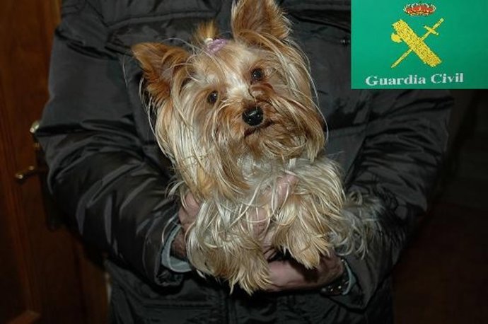 Yorkshire robado en Pinseque