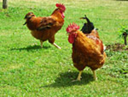 Imagen del pollo de corral de Valles del Esla