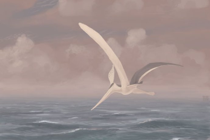 Pteranodon