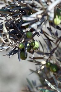 El proyecto de Ley del Olivar supera el debate de totalidad tras rechazarse las enmiendas de PP e IU 