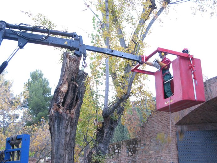 Intervención en las arboledas.