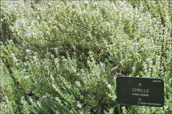 Planta de tomillo