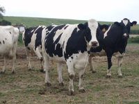 Ganadería inicia mañana la campaña de vacunación de la lengua azul