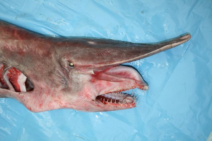 NOVO REXISTRO DE QUENLLA FOCIÑUDA EN GALICIA