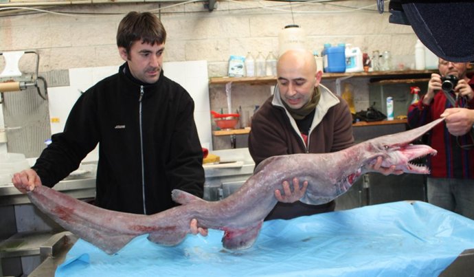 NOVO REXISTRO DE QUENLLA FOCIÑUDA EN GALICIA