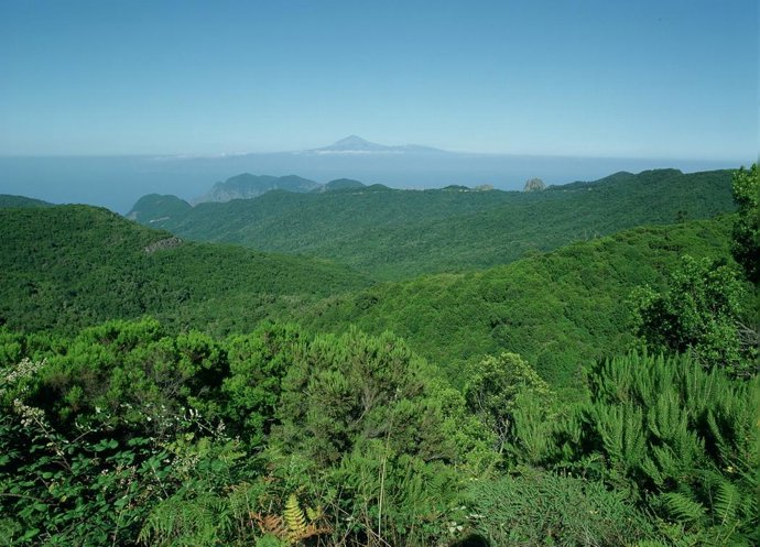 Parque Nacional de Garajonay
