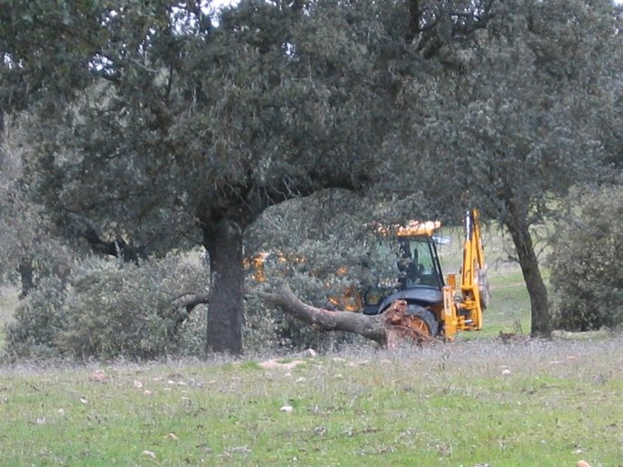 Cientos De Años Tardan En Crecer Las Encinas Y Dos Días En Desaparecer
