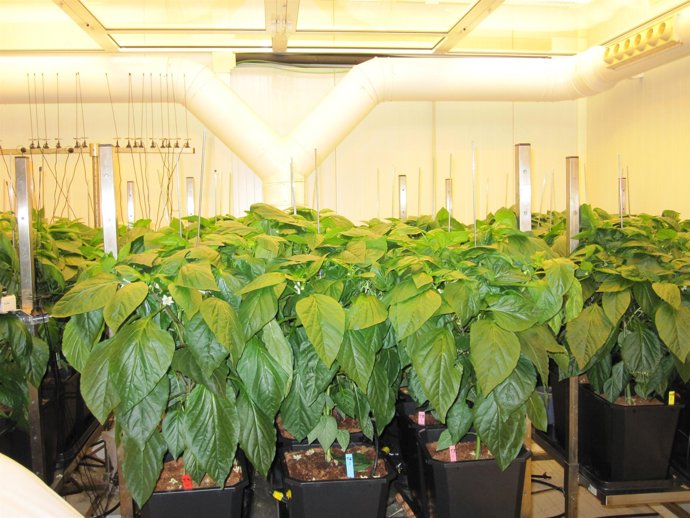 Imagen del proyecto impulsado por la Consejería de Agricultura