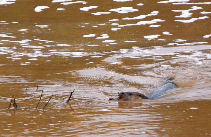 Ejemplar de nutria en el río Jándula, Jaén