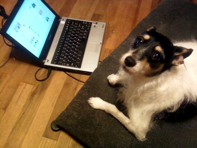 Perro usando Facebook