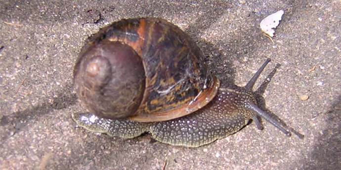 Caracol