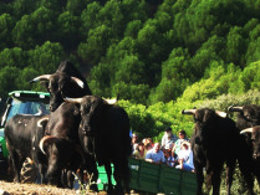 Imagen de turismo con toros