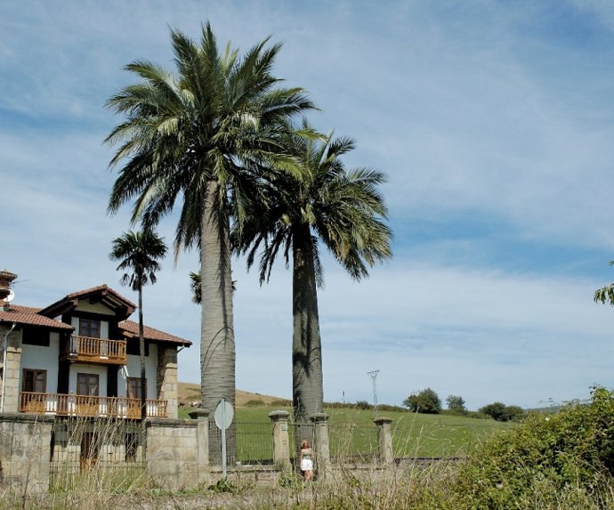 Palmeras chilenas de La Pasiega