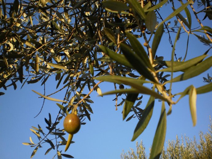 Aceite De Oliva