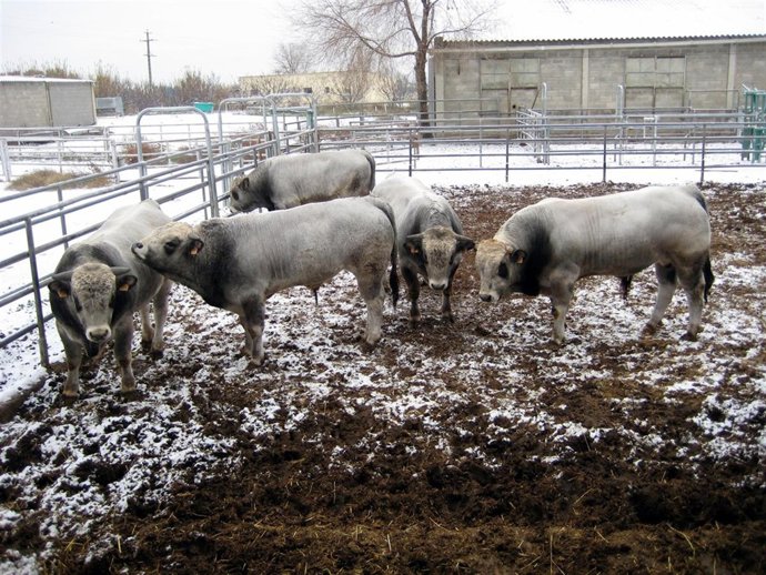 EJEMPLARES RAZA GASCONA